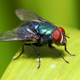 Illustration for article titled Things I used to try and kill a fly in my office today